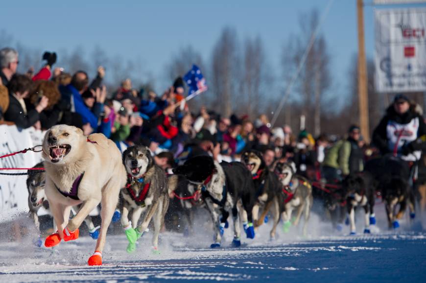 Iditarod Sled Dog Race From Alaska is leaving